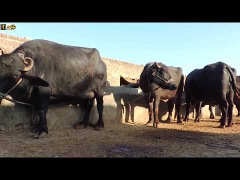 Rolla Murgay ka - shahzada Ghaffar funny clips - Pothwari Drama 2019 - Part 8