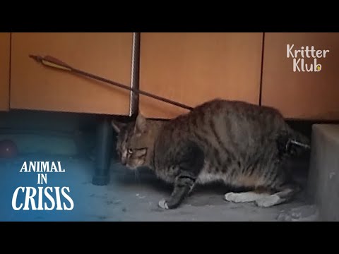 The Culprit Gives Chickens With Rat Poison To Remove Stray Cats | Animal in Crisis EP77