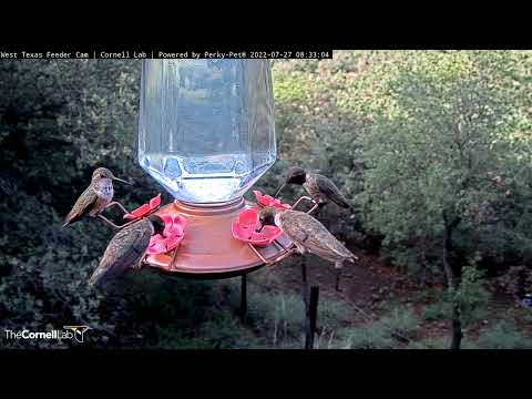 Heavy Traffic At West Texas Hummingbird Feeder – July 27, 2022