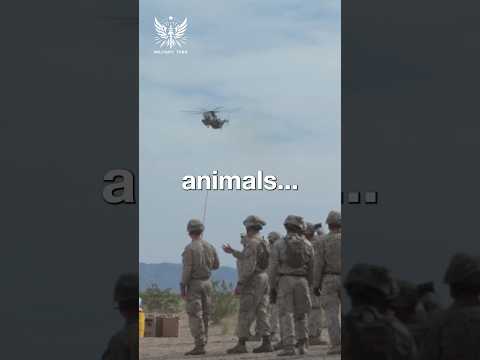 How Is It To Fight Against The US Marines?