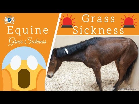 Grass Sickness - Der qualvolle Tod beim Pferd
