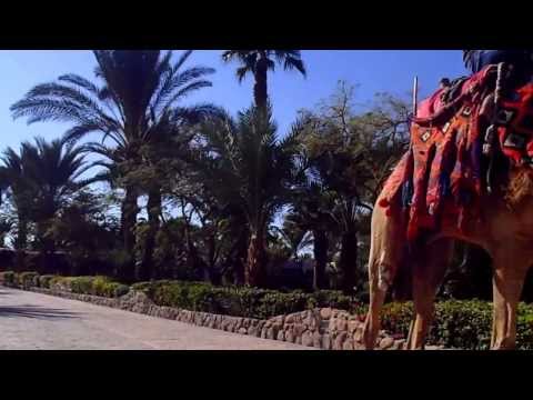  ПРОСТО ВЕРБЛЮД 