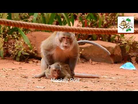 OMG!!!!!.SUPER best monkey mating.//animalsmating.