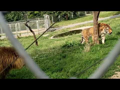 ライオンはトラに突撃します