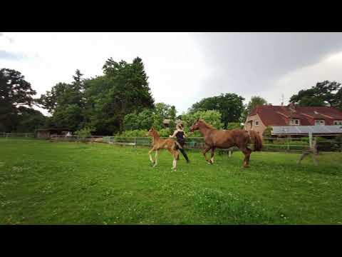 Balessio Hengstfohlen von By your Side Hannoveraner