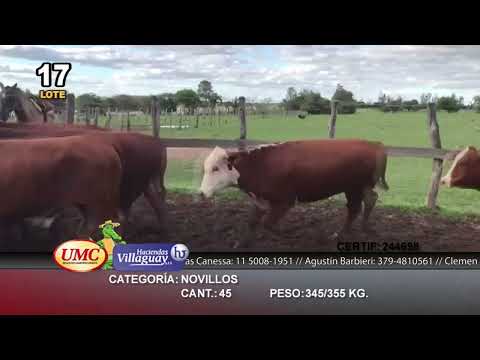 Lote 45 Novillos en Esquina, Corrientes