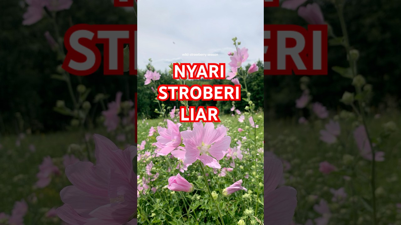 Sulih suara (dubbing, looping) - Voice Over Suara Hangat & Natural – Cocok untuk Narasi & Konten - 2