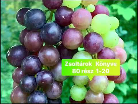 Zsoltárok Könyve  80 rész Hangos Biblia. Könyörgés Izráelnek , Isten Szőlejének megtartásáért