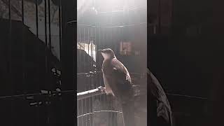 Download lagu SUARA BURUNG TRUCUKAN MEMANGGIL LAWAN ❗❗❗ mp3