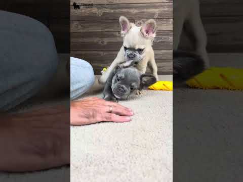 Video 2