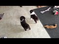 Miniature Australian Shepherd dogs for sale: Ivy - Video 1