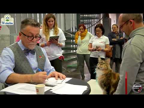 MWS 2019 – Judgment and Nominations pt.1