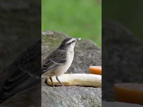 Levamos frutinhas e ração para alimentar algumas aves num lago aqui em Canela-RS! Eles amaram! 😍🐦💛