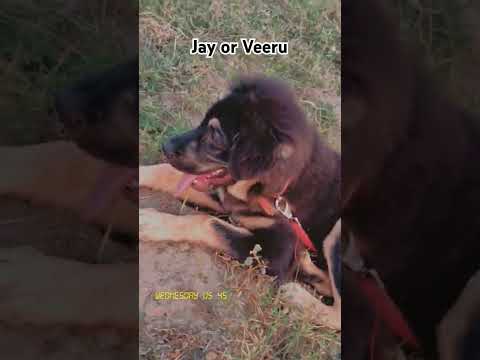 Jay or Veeru 🐕| brothers 💓 | puppies | #shorts #short #dog #doglover  #shortvideo #ytshorts