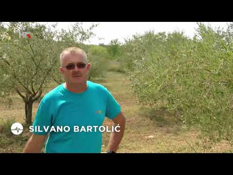 bartolic evoo