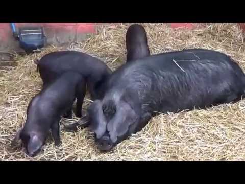 Bill Quay Farm pigs