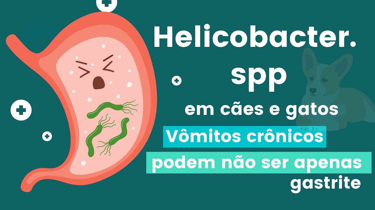 #HELICOBACTER #PYLORI EM CÃES E GATOS.