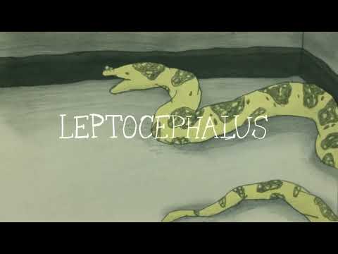 Leptocephalus trailer -- CalArts thesis film trailer