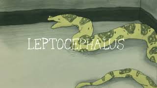 Leptocephalus trailer -- CalArts thesis film trailer
