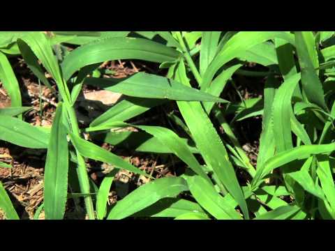 Identifying Grassy Weeds: Goosegrass and Crabgrass