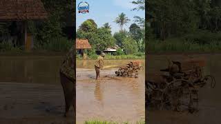 Download lagu Suasana Pedesaan yang Menenangkan Membajak Sawah mp3