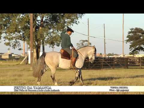 VT FEITIO DA TAMANCA   VENDA DIRETA NECO (53)99552797 - Agência El Campo