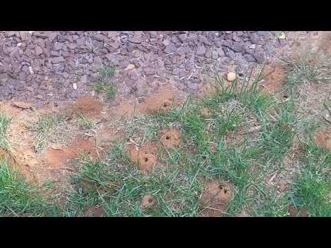A Digger Bee Community Growing in the Yard in Fair Haven, NJ