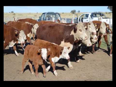 REMATE TELEVISADO DE FERIAS MONDINO