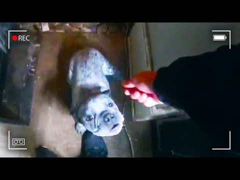 警察が最悪の飼い主から"113匹の動物"を救い出した【ボディカメラ映像】