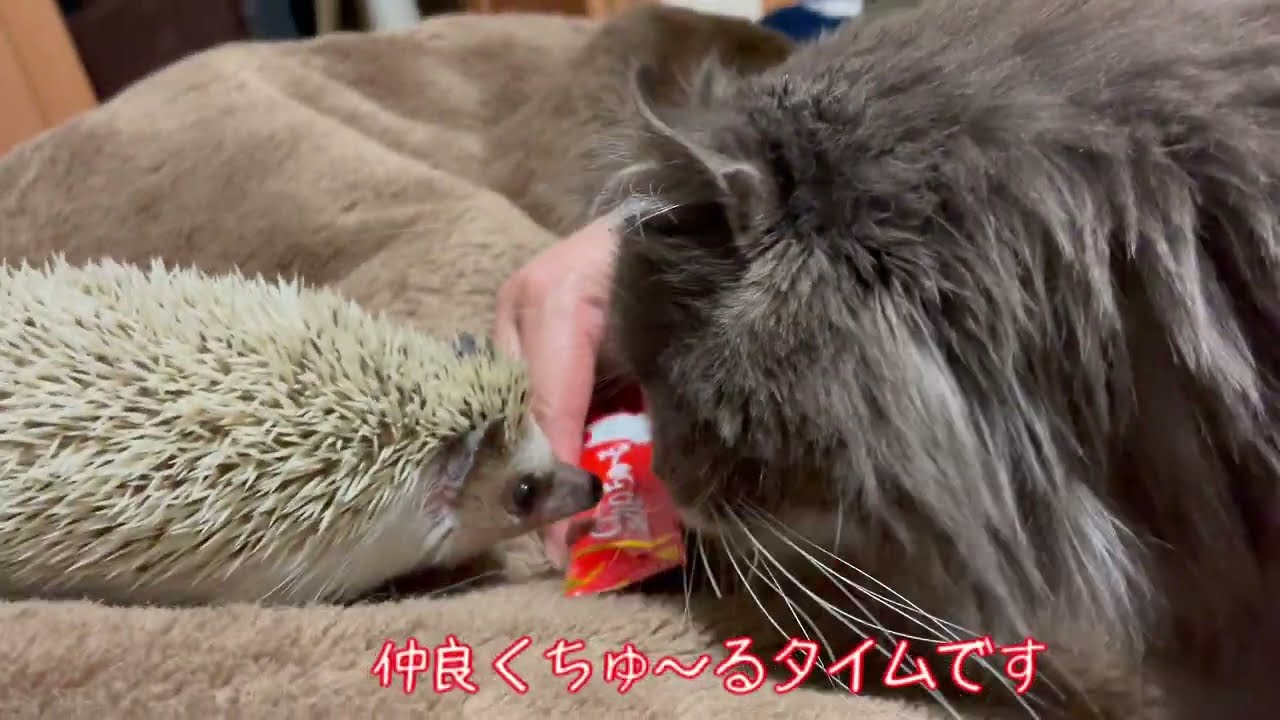 いっしょにちゅ～る