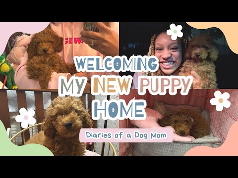 Picking Up My New Toy Poodle Puppy & Puppy's First Bath!