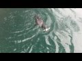 Cormorant Eats Fish Whole
