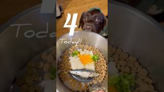 もち４歳！ #いぬ #ラブラドール #犬のいる暮らし #犬動画 #誕生日 #dog #labrador #fypage #dogbirthday #dogshorts