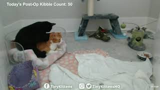 Ramona invades Chloe's purrsonal space - TinyKittens.com