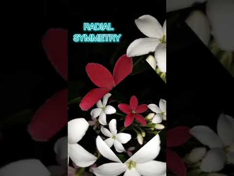 pattern that includes symmetry fractals and spirals