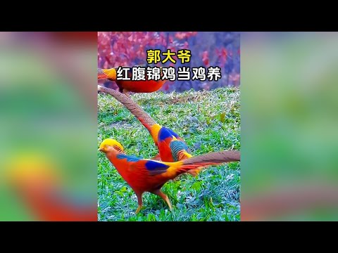 建議把郭大爺保護起來，畢竟紅腹錦雞有40個，而大爺只有一個 #紅腹錦雞  #郭大爺  #動物科普