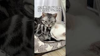 うちのねこ❣️猫用動画ですずとクウが遊んでる頃✨べったりのシドとりん🖤❤️✨#だいすき#あまえんぼ#なかよし#かわいい#保護猫#ねこの動画#おもしろい#バズ#暮らし#癒やし#笑#ねこのきもち