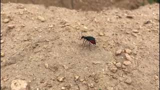 Red shouldered bug