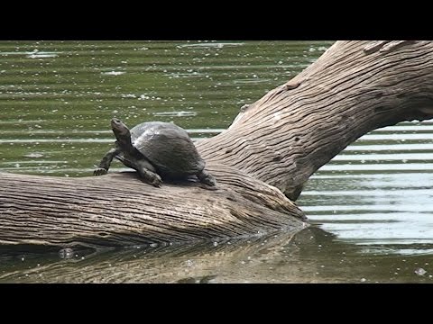 Nyalas at Lake Panic in the Kruger National Park
