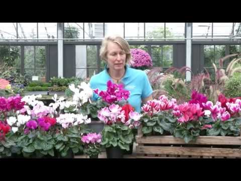 Wypadanie włosów w trakcie leczenia Straży Utrata włosów wcierać w skórę