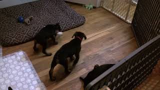 Video preview image #5 Doberman Pinscher Puppy For Sale in MARSHFIELD, MA, USA