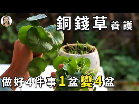 銅錢草玄關