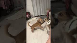 ワンプロ #犬 #ミールア #犬のいる暮らし #ダックス #ジャックラッセルテリア #ミックス犬 #犬のいる生活 #dog #dogs #dogshorts #doglife