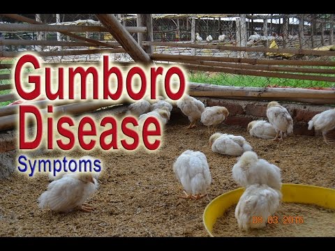 GUMBORO DISEASE in Chickens , Infectious Bursal Disease Symptoms, IBD, Poultry Diseases