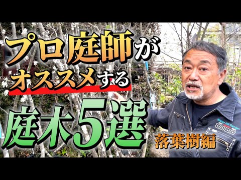 落葉樹、風に弱い、ブラッドフォード梨の木、弱い枝、侵略的な自然