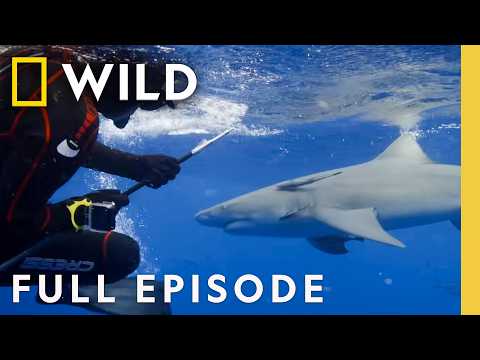 World's Biggest Bull Shark? | Nat Geo Animals