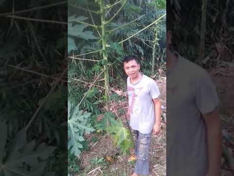 Kumno ban iada na gastric