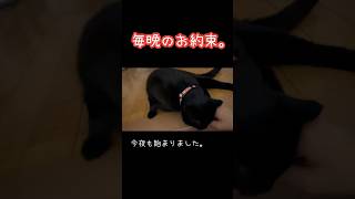 【黒猫】寝る前の撫で撫でルーティンが可愛すぎる #黒猫 #猫 #保護猫