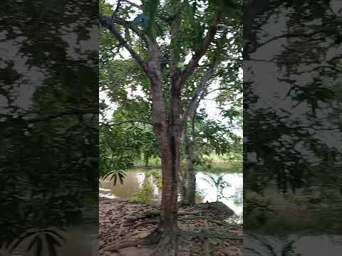 Beira Rio _ #rios#ecoporanga#natureza#cachoeira#turismo#espiritosanto#