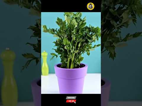 Indha Simple Garden🤯🌱 Tricks Yaarum Sollala!⭐ | #shorts